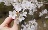 Thứ Năm của bạn (28/6): Bạch Dương là tâm điểm giữa đám đông