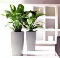 Bố trí cây xanh trong nhà để thu hút vận may, tài lộc