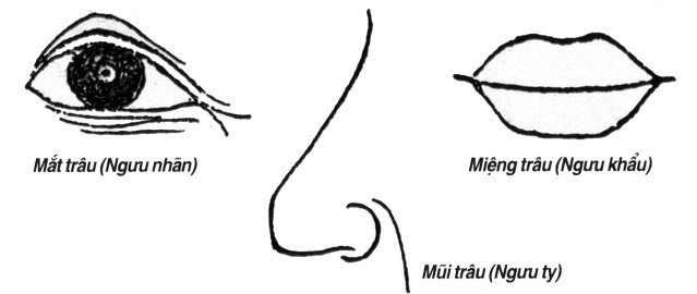 Cách xem tướng Mũi và Mắt đoán vận mệnh