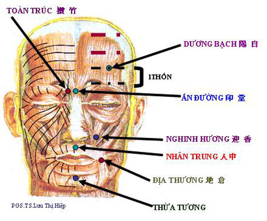 Cách xem tướng về Nhân Trung rộng, dài và sâu là tướng tốt