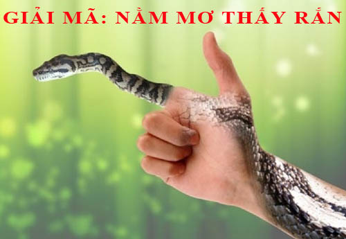 Giải mã giấc mơ: Nằm mơ thấy rắn dự báo điềm gì? Lành hay dữ và con số liên quan