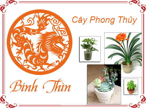 Tuổi Bính Thìn chọn cây gì hợp phong thủy