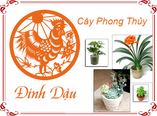 Tuổi Đinh Dậu chọn cây gì hợp phong thủy