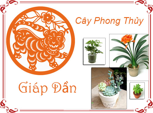 Tuổi Giáp Dần chọn cây gì hợp phong thủy