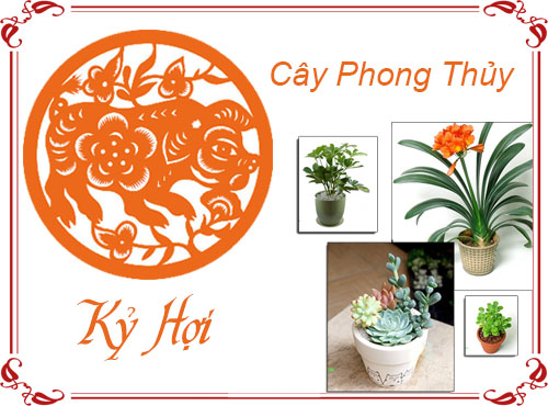 Tuổi Kỷ Hợi chọn cây gì hợp phong thủy