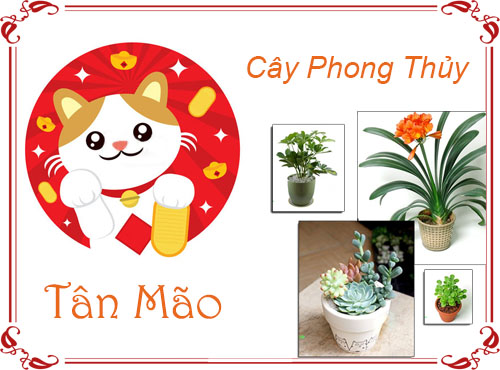 Tuổi Tân Mão chọn cây gì hợp phong thủy