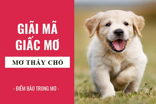 Giải mã giấc mơ: Nằm mơ thấy chó điềm báo gì, lành hay dữ? con số liên quan