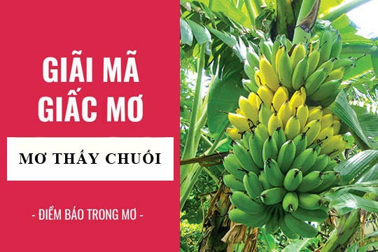 Giải mã giấc mơ: Nằm mơ thấy chuối, buồng chuối điềm báo gì, lành hay dữ? con số liên quan