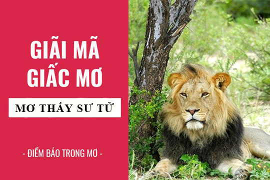 Giải mã giấc mơ: Nằm mơ thấy sư tử điềm báo gì, lành hay dữ? con số liên quan
